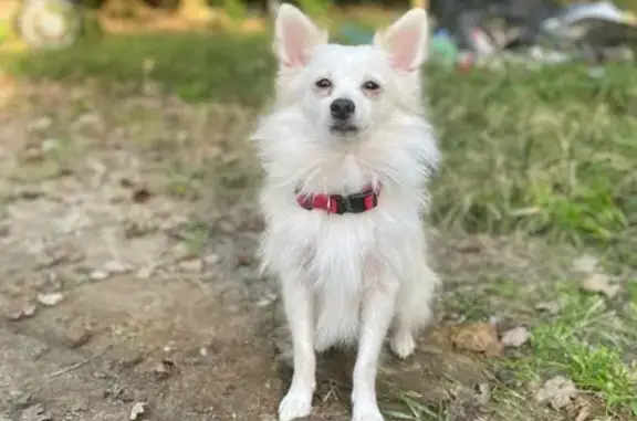 Lost Dog in Lincoln, DE: Grizzly