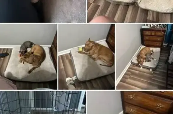 Help Find Hazel & Zena: Lost in Millen, GA