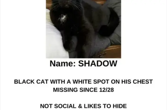 Missing cat Tulsa, photo: Lost cat, Tulsa