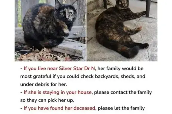 Lost and found pets Salt Lake City, photo: Lost Tortoise Shell Cat in Salt Lake City