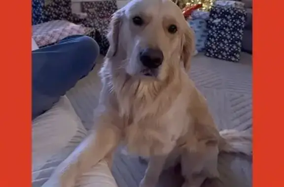 Friendly Lost Dog: Light Golden, Horsham