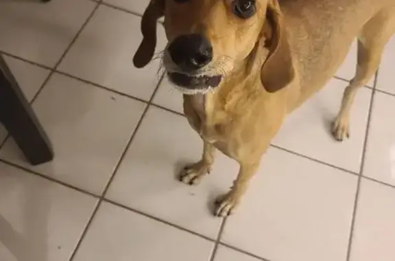 Lost Pointer Mix in Oakland Park, FL