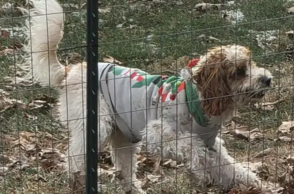 Lost and found pets Indianapolis, photo: Lost Dog: Charlie in Christmas Sweater