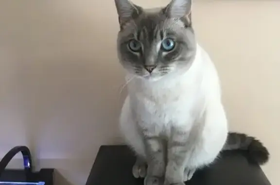 Lost Siamese Cat: Blue Eyes, Newport