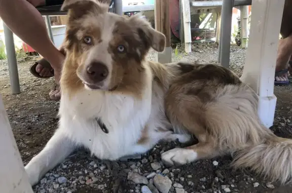 Chien perdu Tourrette-Levens, photo : Berger australien beige perdu à Tourrette-Levens