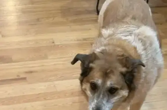 Lost and found pets Albuquerque, photo: Found: Large Female Dog on Matthew Ave