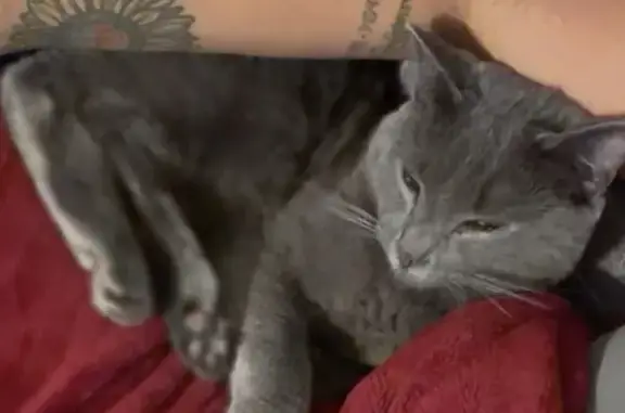 Lost and found pets Jacksonville, photo: Lost: Gray Cat with Seizures in Jacksonville