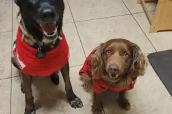 Lost and found pets , photo: Lost Belgian Malinois in San Juan, TX