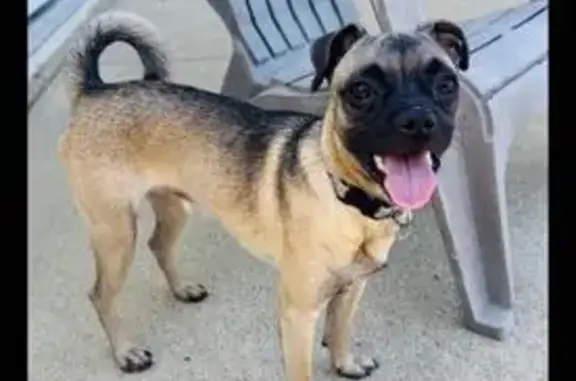 Missing dog Port Orange, photo: Lost Dog: Blue Harness, Paige St, 3752