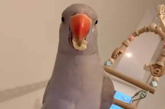 Friendly Lost Bird on Church Avenue