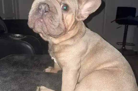 Missing dog Riverside, photo: Lost Frenchie: Grey-Brown, Riverside