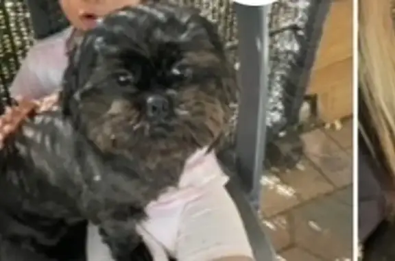 Lost Dog: Friendly Gypsy Missing in Salisbury