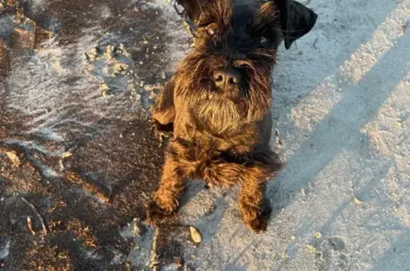 Lost Dog Coco: Blue Coat, Pink Collar