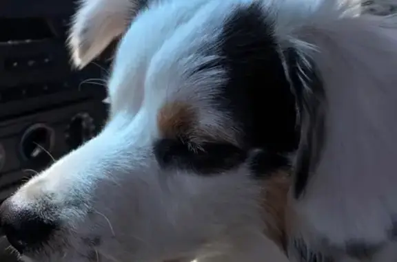 Missing dog Nampa, photo: Lost Dog: White & Black, One Blue Eye