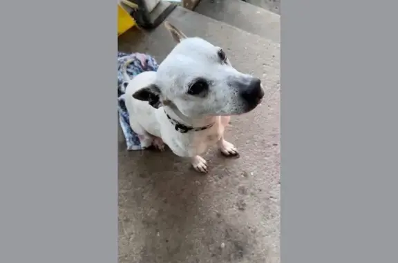 Missing dog , photo: Lost White Dog Near Dellwood St. Fireworks