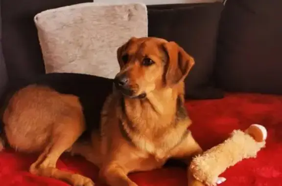 Chien perdu près d'Auchan Pérols - photo