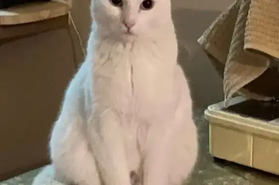 Missing cat Adelaide, photo: Lost White Cat in Adelaide - Help Needed!