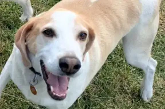 Lost pets Brimbank, photo: Lost Harrier: Large, Shy, Fremont Parade