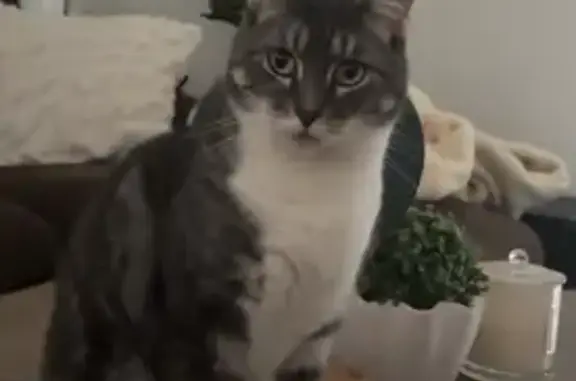 Lost pets Brimbank, photo: Lost: Grey & White Tabby in Brimbank