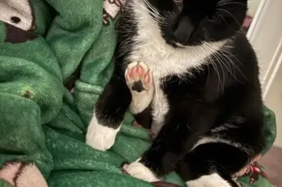 Lost Cat: White-Chested in Kingston, TAS