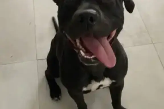 Missing dog , photo: Lost Dog: Friendly Black & White Pup