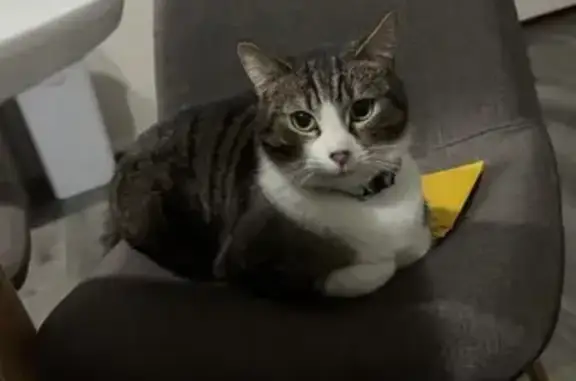 Lost 3-Legged Cat: Ziggy in Hume City