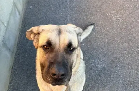 Animaux trouvés Saint-Léger-sur-Roanne, photo: Jeune Kangal trouvé, collier injoignable