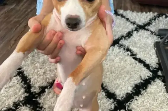 Lost Dog: 2-Tone Fur, Call 346-349-5780