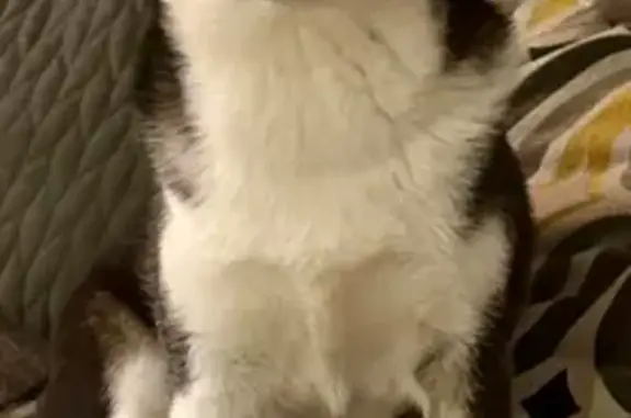 Lost Mini Husky: Teddy, Deptford Area - photo