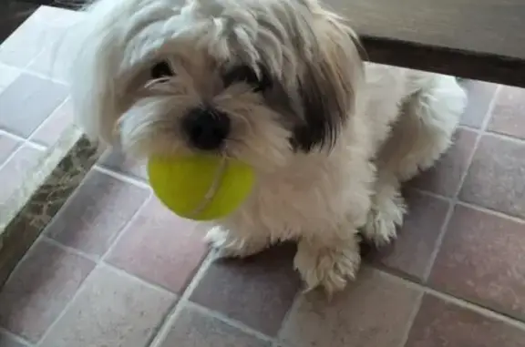 ¡Ayuda! Perdida Lola, Shitzu Blanca en Palma