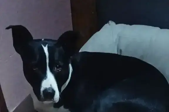 Perros perdidos, , foto: Perro perdido en San Matías, Iztacalco