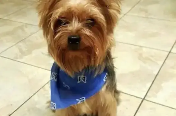 Lost Dog on Harrison Ave, Garfield - photo