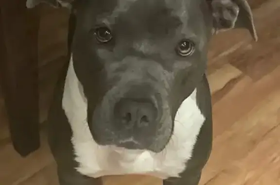 Lost and found pets Reston, photo: Lost Female Pitbull in Reston Area