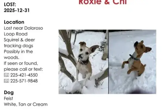 Lost Hunting Dogs: Roxie & Chi in Woodville - photo