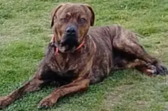 Lost: Brown Brindle Dog in Sydney