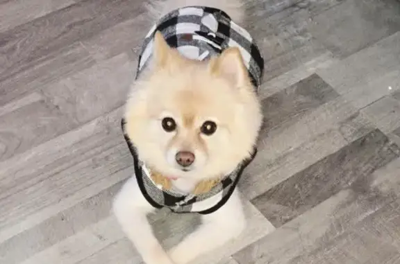 Lost Tan/White Dog in Shirley - Help!