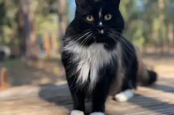 Lost: Sweet Fluffy Cat in La Pine - photo