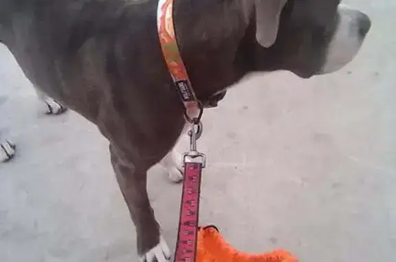 Lost Pitbull/Boxer: Tiny Needs Help!