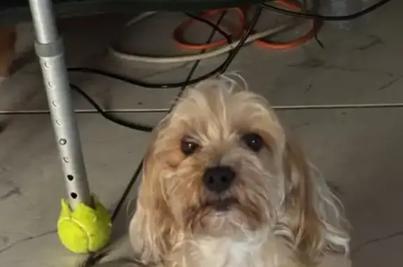 Lost and found pets , photo: Lost Dogs Mia & Nikki in Hidalgo, TX