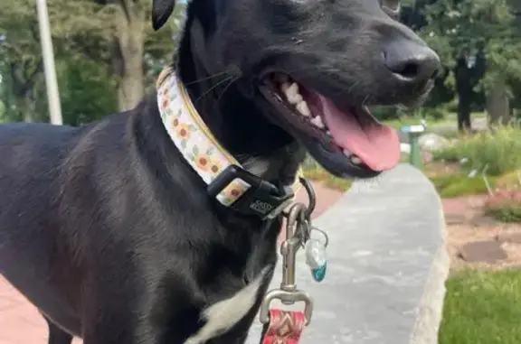 Lost and found pets San Francisco, photo: Lost Black Dog: Floral Collar, Grove St.