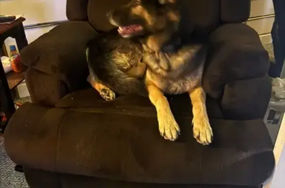 Found pets Fairfield, photo: Found German Shepherd Near Sunshine Park