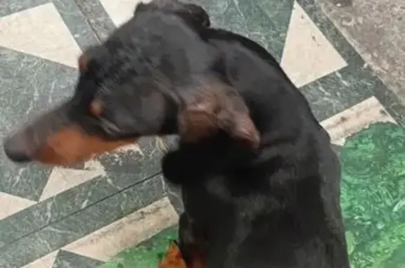 Found pets San Francisco, photo: Found: Young Dachshund on Mission Street