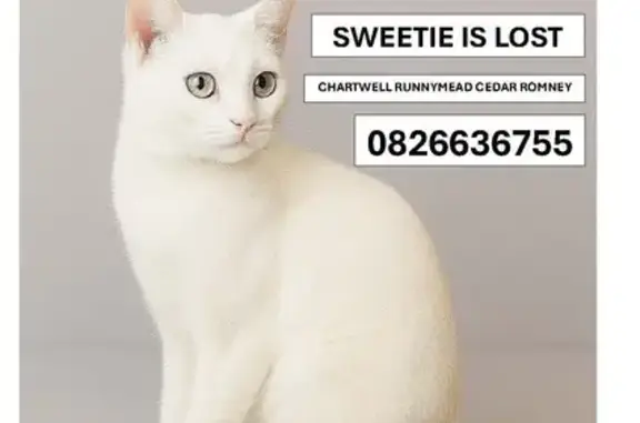 Lost Cat: White with Black Tail, Chartwell
