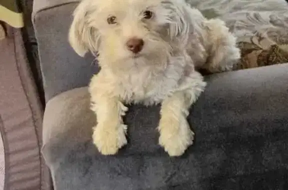 Missing White Yorkie in Secunda Area