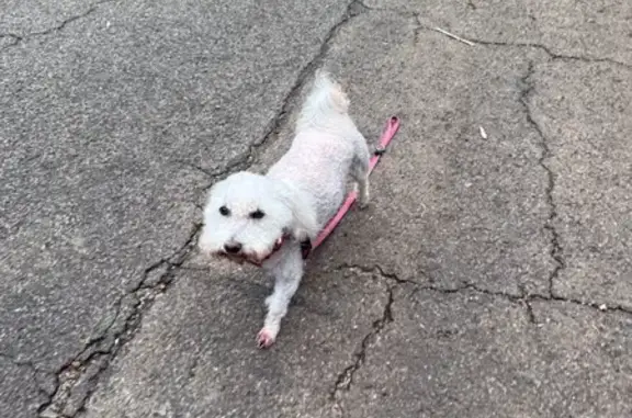 Lost White Maltese Poodle in Randburg