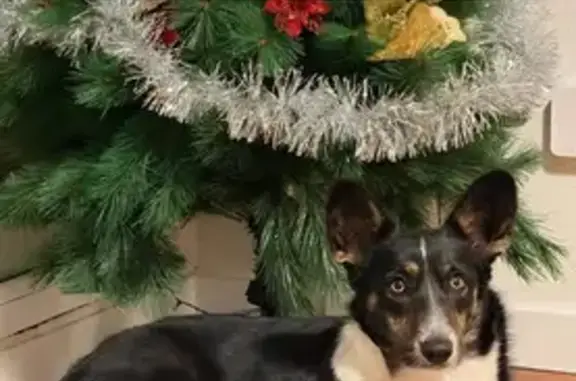 ¡Luna, la Corgi perdida en Cotolino!