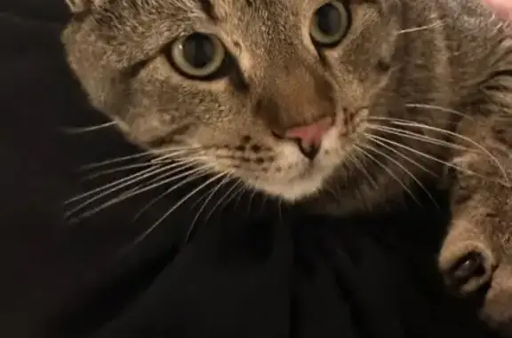 Found pets Scott, photo: Friendly Found Tabby on Toltec Mounds Rd