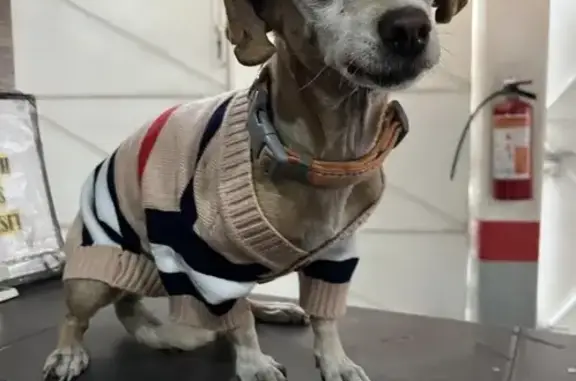 Perra Perdida en Ciudad López Mateos - photo