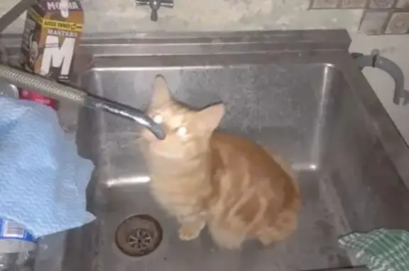 Lost pets Melville, photo: Lost Orange Cat with Pineapple Collar