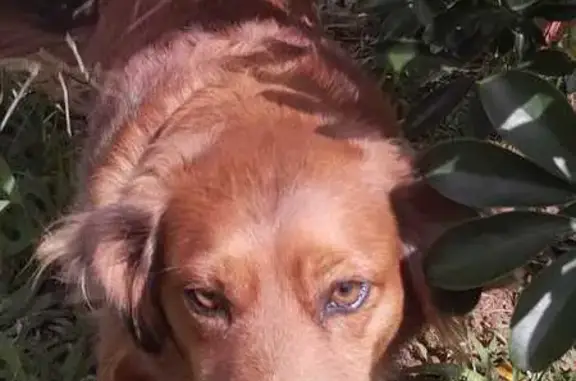 Cachorro perdido Fêmea (brl002061) - photo